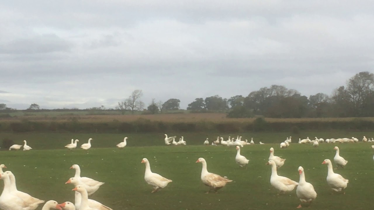 Free range geese at Seldom Seen Farm, Leicestershire YouTube