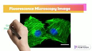 Fluorescence microscopy