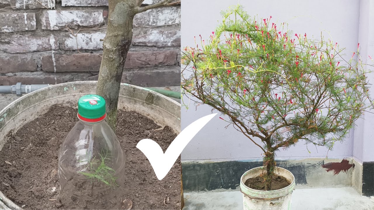 How To Grow Cypress Vine Plant // Hummingbird Vine // Star Glory// How