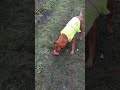 Playful dog - Plant pots make great toys! #shorts