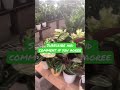 Trying my hardest‼️ #shorts #plants #trending #lowes