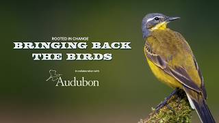 Bringing Back the Birds | Rooted in Change