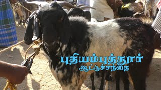 puthiamputhur santhai | புதியம்புத்தூர் ஆட்டு சந்தை | thoothukudi goat market | joe tv