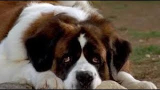 st bernard shoes