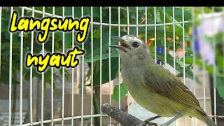 Download Lagu Burung opior jawa gacor - pancingan Ampuh!! dalam hitungan menit burung opior lain langsung nyaut MP3