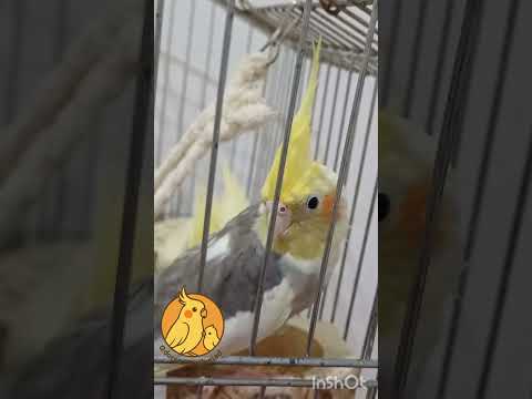 مهریه دخترم عندالمطالبه س سابسکرایب یادتون نرهاااا با تشکر 