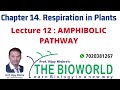 CHAPTER14 . RESPIRATION IN plants LEC 12 AMPHIBOLIC PATHWAY