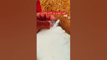 فرق الرومي الذكر والانثى رومي دواجن يوميات ابوعبدالله سعودالشراري 