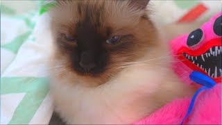 How To Pet A Cat Kissy Missy And My Cat