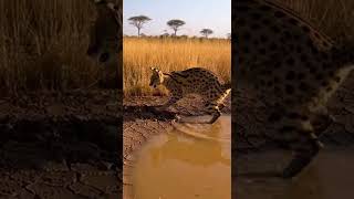 Hyena Hunts Gerenuk… Then a Crocodile Strikes 🐊