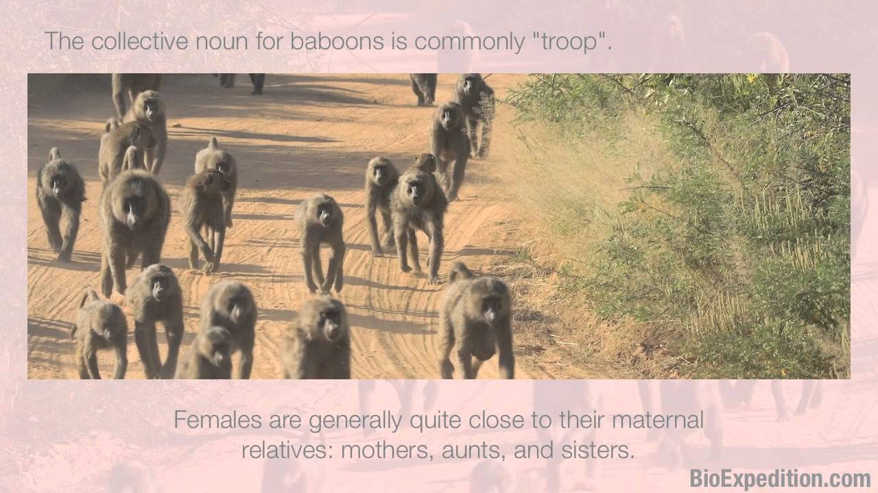 Information About Baboons YouTube Information about baboons youtube