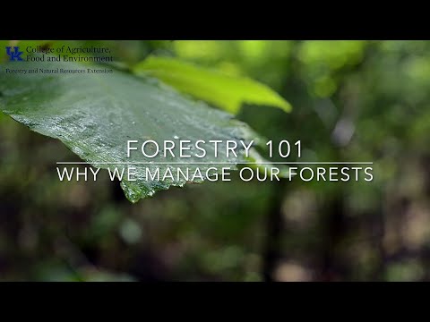 Forestry 101: Why We Manage Our Forests