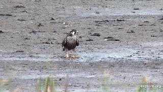 Mississippi River Flyway Cam. A banded juvie Peregrine Falcon - explore.org 10-03-2021