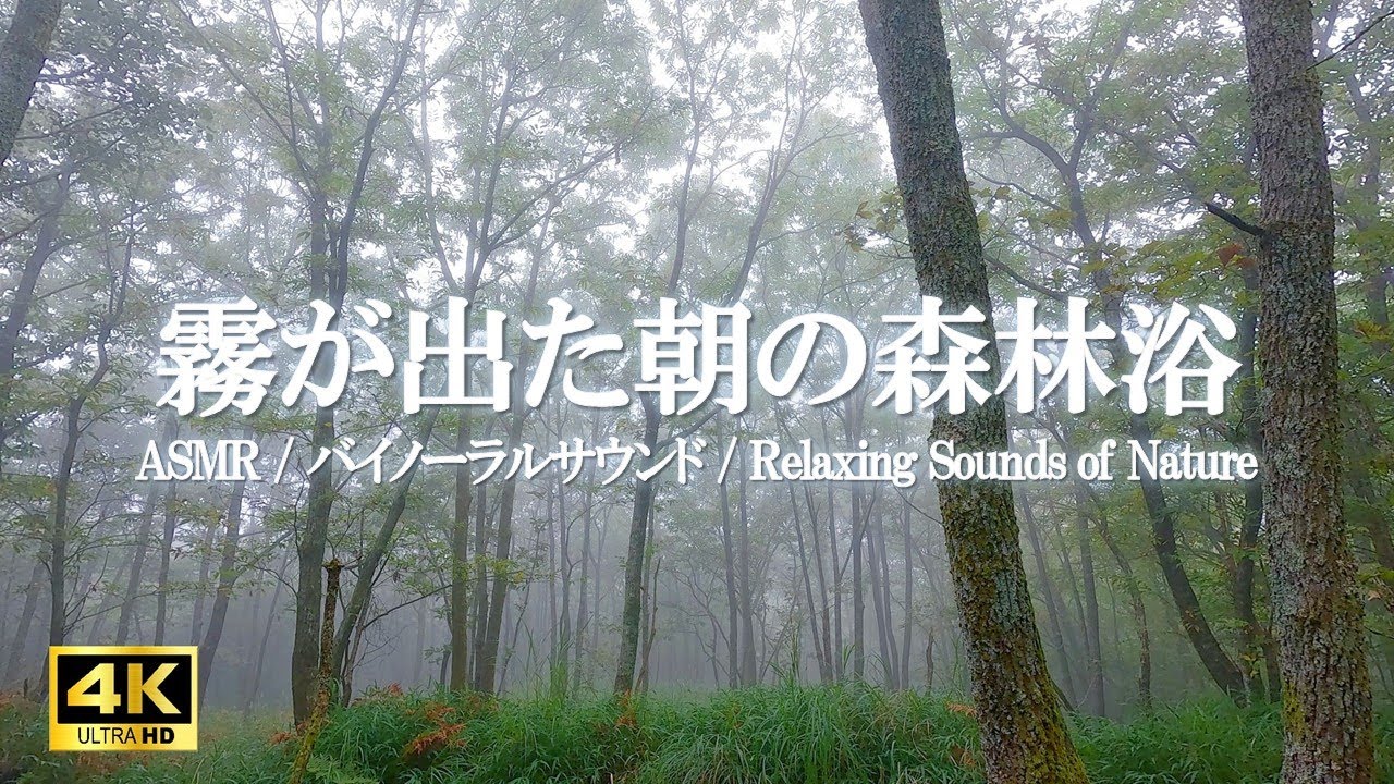 霧に包まれた森の中で虫の音と鳥のさえずりに耳を澄ます｜癒し、リラックス【ASMR 4K】