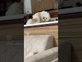 Щ Ш Ш Ш Ш ЫЊ Ъ Щ Ъ ЫЊ ШЁШ Ш ЩѕЩ ШўШґЩѕШІШ Ш Щ Щ рџ рџ рџ Pets ШіЪЇ ШіЪЇ Ъ ШґЩ ШўШЁЫЊ ШґЫЊШЄШІЩ ШіЪЇЩ Ш Dog Dogs Doglife рџ Щ Ш Ш Ш Ш ЫЊ Ъ Щ Ъ ЫЊ ШЁШ Ш ЩѕЩ ШўШґЩѕШІШ Ш Щ Щ рџ рџ рџ Pets ШіЪЇ ШіЪЇ Ъ ШґЩ ШўШЁЫЊ ШґЫЊШЄШІЩ ШіЪЇЩ Ш Dog Dogs Doglife рџ