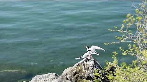 Полярная крачка