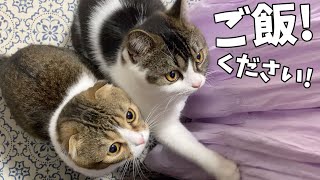 晩ご飯をママにおねだりするパパ猫と子猫