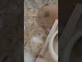 はじめてのりんご #hamster #fyp #shorts