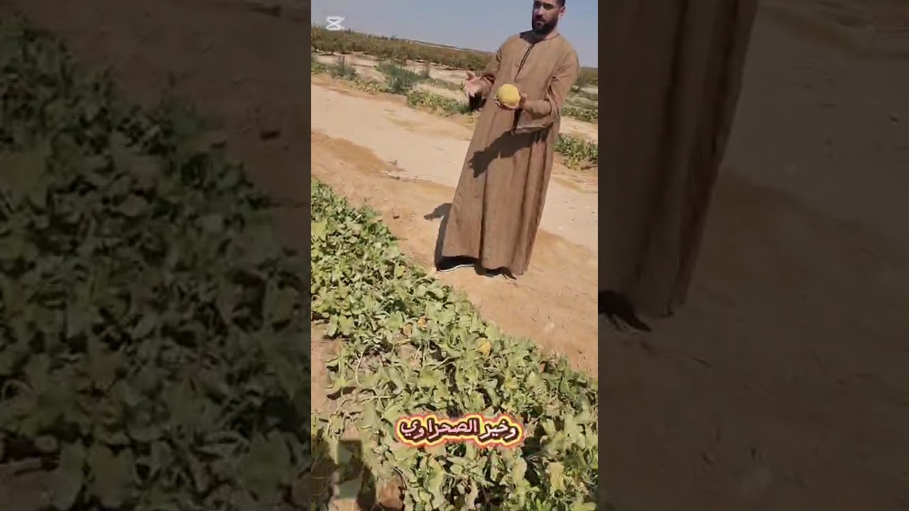 #مزرعه100#فدان #للبيع #بالمنيا #الصحراوي #الغربي #مزراع#اراضي#للبيع#المنيا#مصر #عقارات