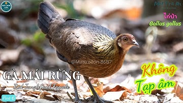 ✅Tiếng Gà mái rừng mồi kích trống đi bẫy mp3 | Red Junglefowl Female best sound  | ไก่ป่า (P6)