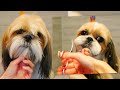 Cute Shih Tzu Grooming ❤