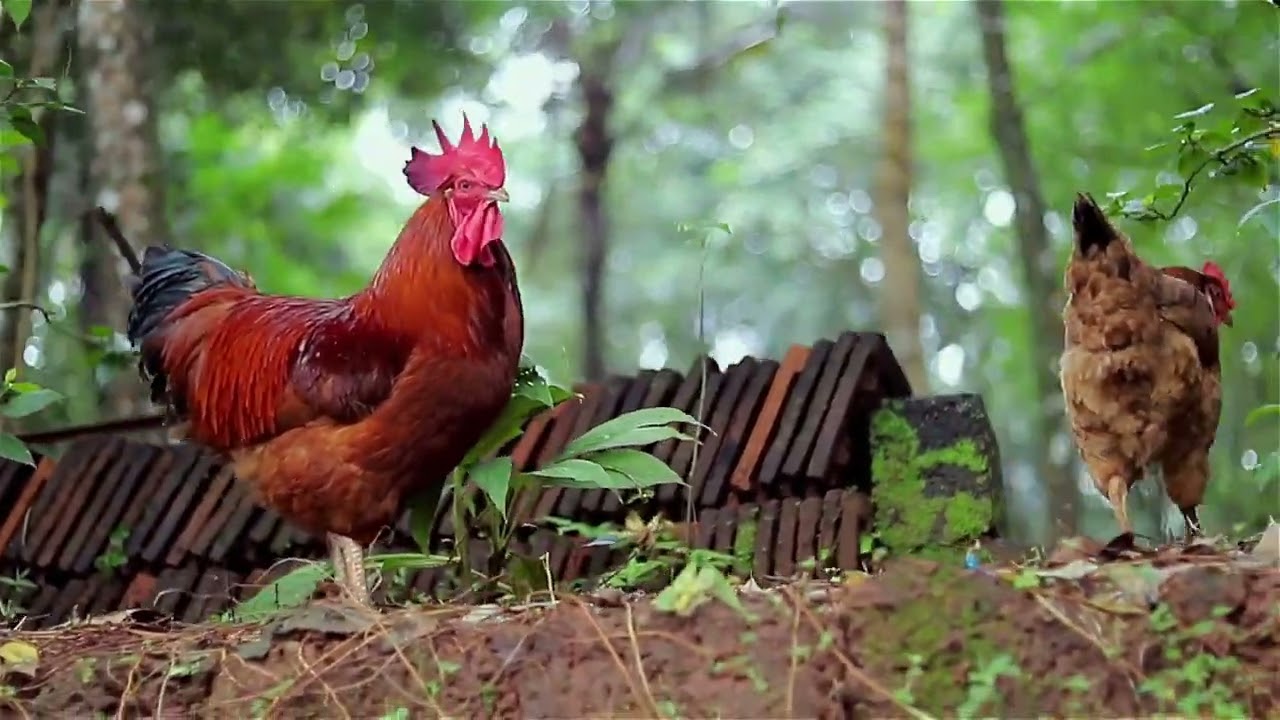 Fly Chicken   -    Alexander Nakarada  -   No Copyright Music