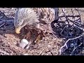 Merikotkas~Eerik brings fish for his eaglet~ ZOOM to the eaglet 10:25 am 2021/04/28