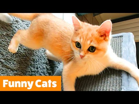 Cutest Cat Bloopers & Reactions | Funny Pet Videos