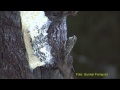 TRÄDKRYPARE Eurasian Treecreeper  (Cerhia familiaris)  Klipp - 222
