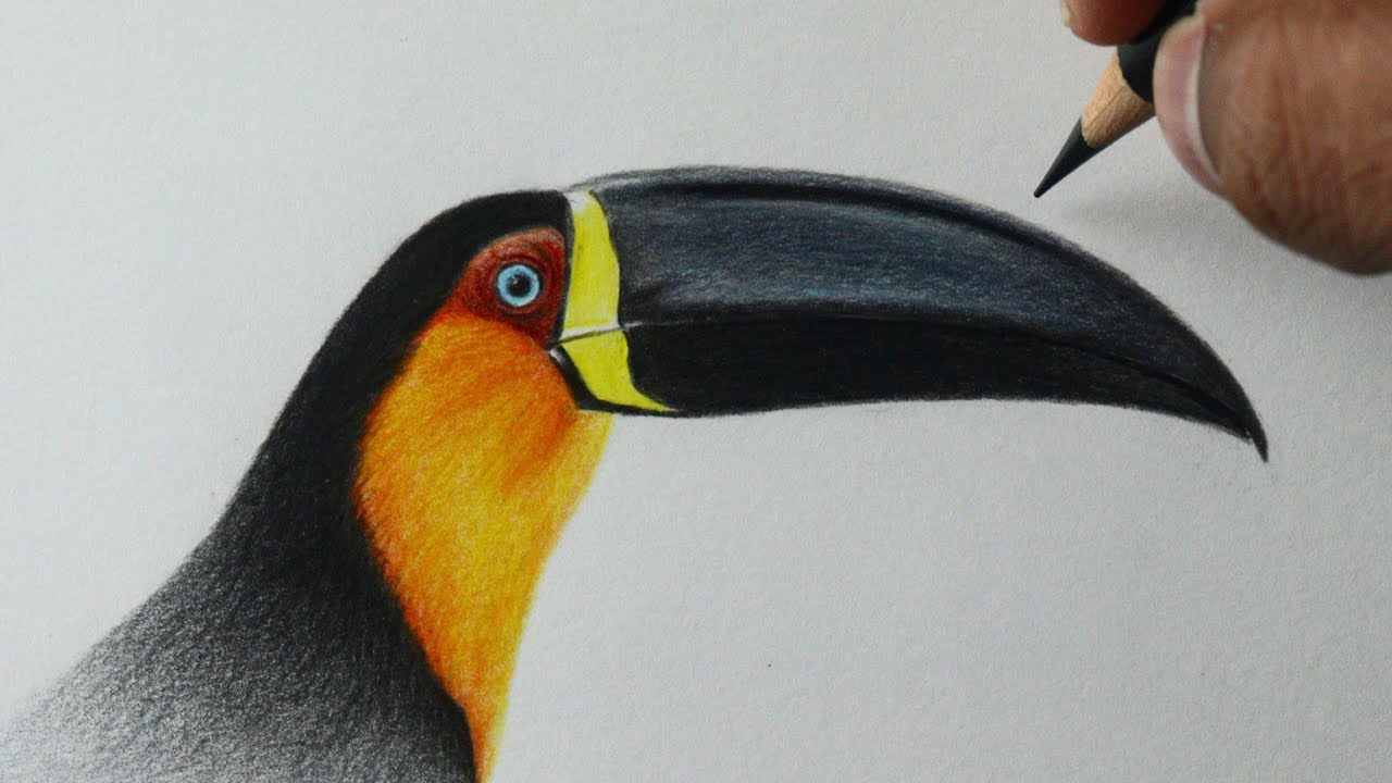 Como desenhar um Tucano de bico preto - PASSO A PASSO - narrado