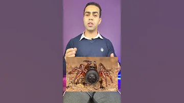أخطر عنكبوت في العالم Shorts 