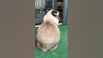 Вот почему кот орет по ночам