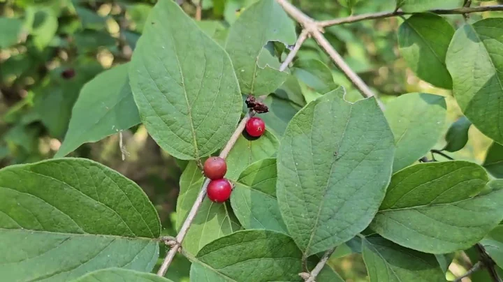 ID That Tree: Invasive Amur Honeysuckle