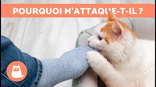 Pourquoi mon CHAT M'ATTAQUETIL SANS RAISON ?  (9 Causes)