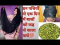 use this leaves in your hair for to make your hair black thick silky shiny @m.r.dvlogsuttrakhand 💯