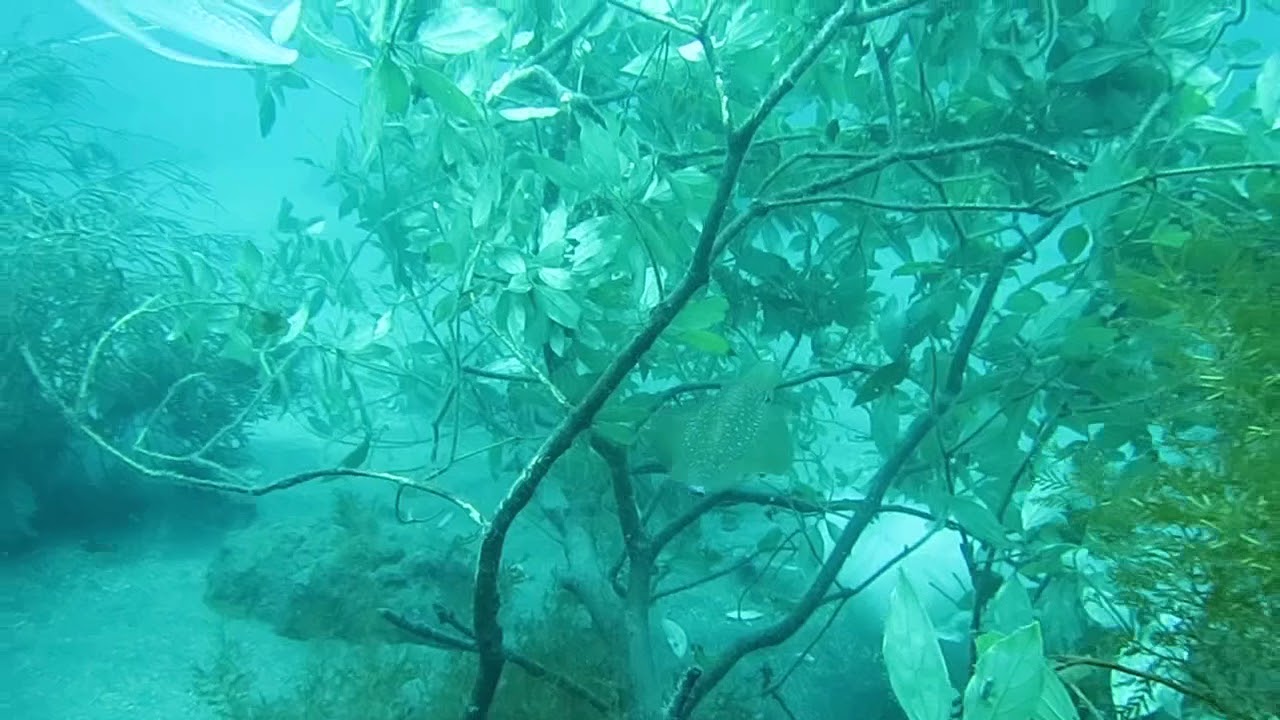 今日は福浦でアオリイカ産卵観察 Padiスキューバダイビングショップラウト鎌倉