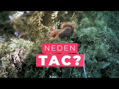 Video: TAC numarası nedir?