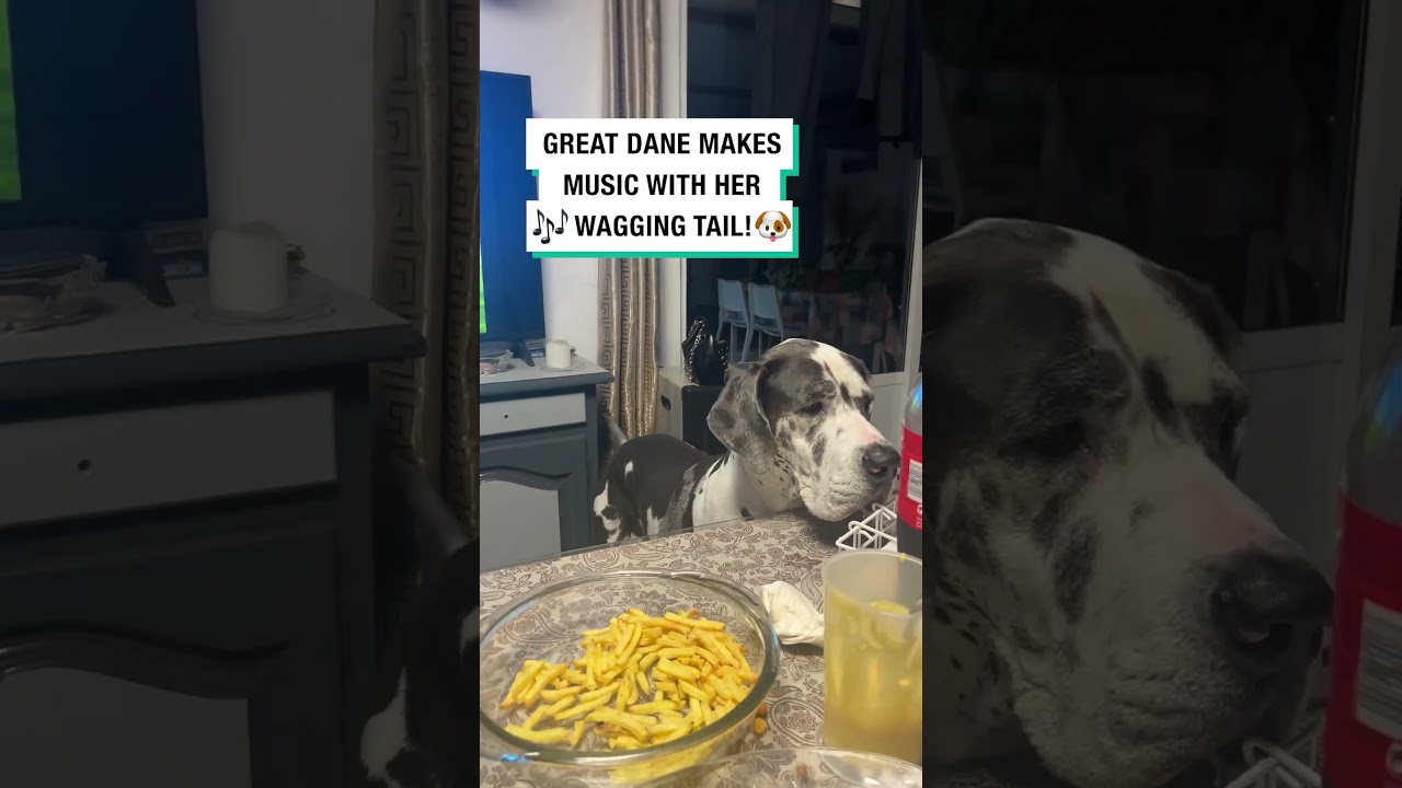 Great Dane Makes Music With Her Wagging Tail! 🎶🐶