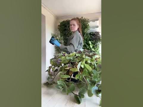ТРАДЕСКАНЦИЯ - САМЫЙ ПРОСТОЙ ЦВЕТОК ДЛЯ ЗЕЛЁНОЙ ФИТОСТЕНЫ - YouTube