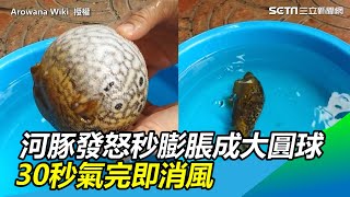 河豚發怒秒膨脹成大圓球30秒氣完即消風萌翻網友｜三立新聞網 ... 