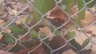 Deadly Lizard Fight