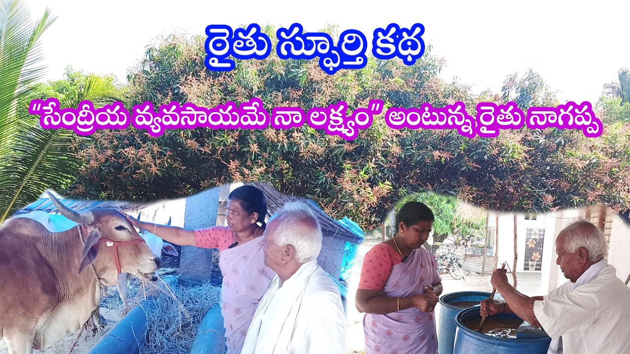 రైతు స్ఫూర్తి కథ | “సేంద్రీయ వ్యవసాయమే నా లక్ష్యం” అంటున్న రైతు నాగప్ప | Organic Farming Success