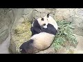 view #PandaStory: An Observant Cub digital asset number 1