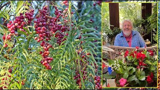 False Pepper Tree, the aromatic weeping tree that produces pink peppercorns. Garden Daily No. 381