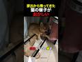 家出から帰ってきた猫の様子がおかしいのサムネイル