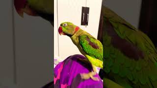 #parrot #talkingparot #nonstoptalkingparrot #cuteanimals #talkinganimal #birds #cute #mithukibatain