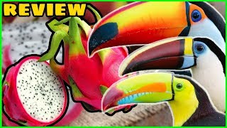 3 Toucans Try Dragon Fruit for the First Time! (Toucan Fruit Review)