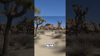 Witness the Enchanting Bloom of Desert Wildflowers in Spring #travelguide #nationalpark#shortsvideo