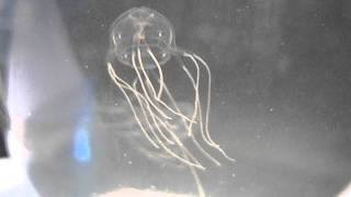 Mangrove box jellyfish, Tripedalia cystophora, Sanibel Florida