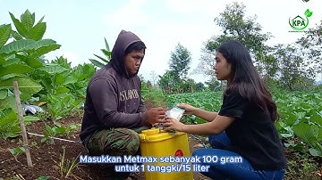 Cara mengatasi hama ulat grayak dan penyakit patek pada tanaman tembakau!!
